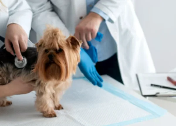 Gastroenterology-services