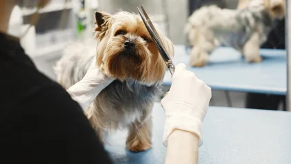 Haircuts and Styling