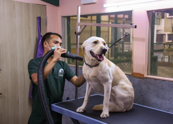 kasavanahalli-grooming