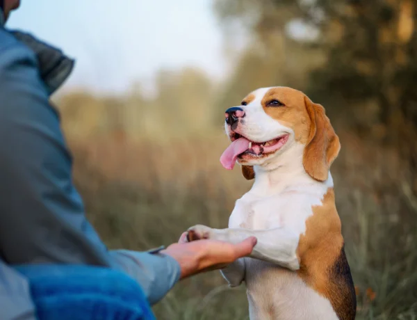 orthopedic-surgery-why-choose