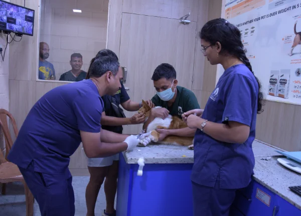 pet-care-kasavanahalli