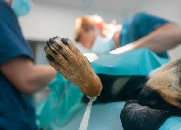 soft-tissu-why-choose