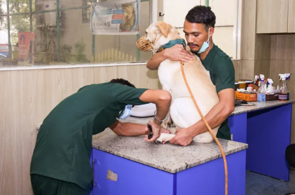 Special Species & Cases