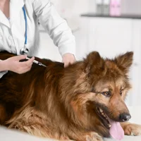 Vaccination & Deworming