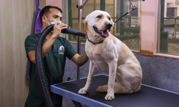 Wellness & Recovery Services