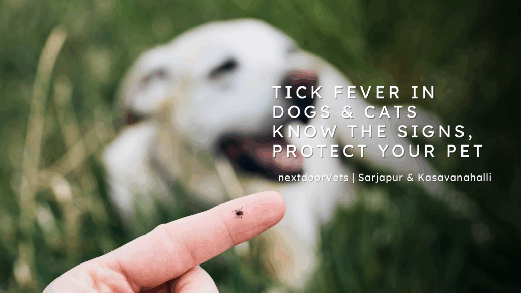 Tick fever in dogs and cats - protect your pet from tick bites | nextdoorVets Sarjapur & Kasavanhalli