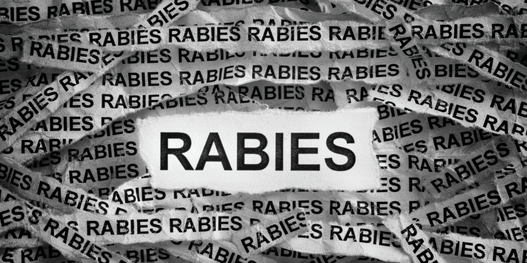 Rabies in Dogs and Cats: 7 Essential Facts & Prevention Tips
