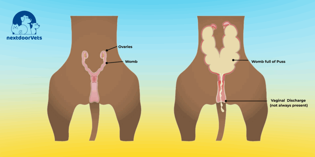 Pyometra awareness banner with text 'Know the signs, save a life' and uterus illustration.