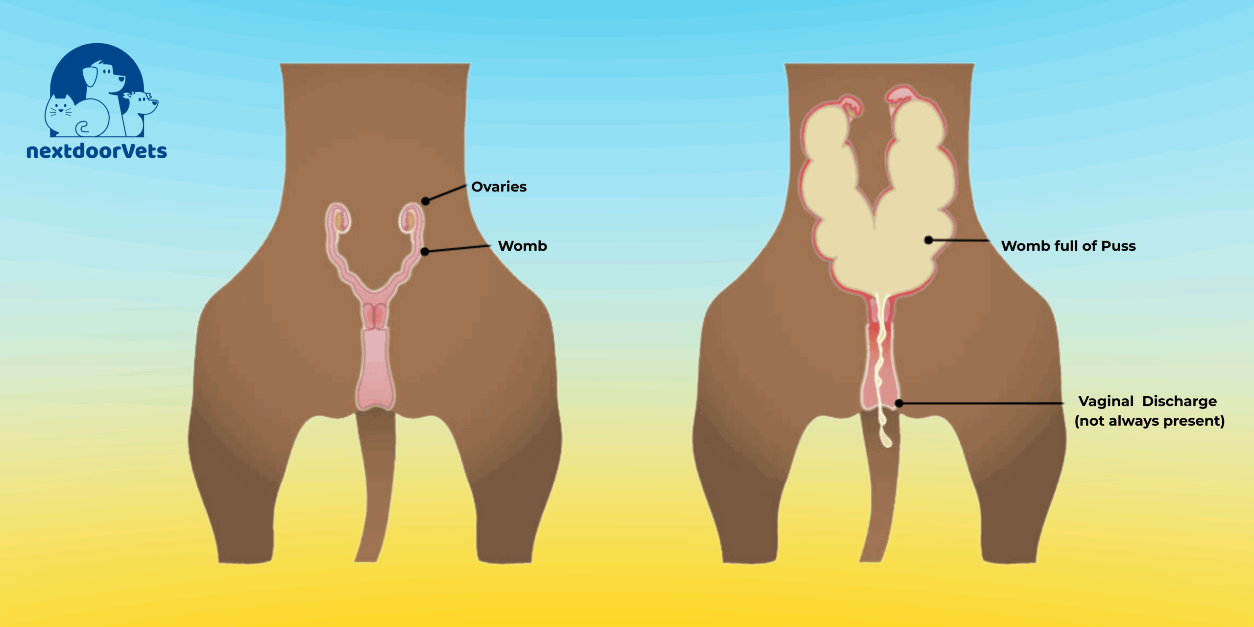 Pyometra in Dogs: Symptoms, Treatment & Prevention Tips