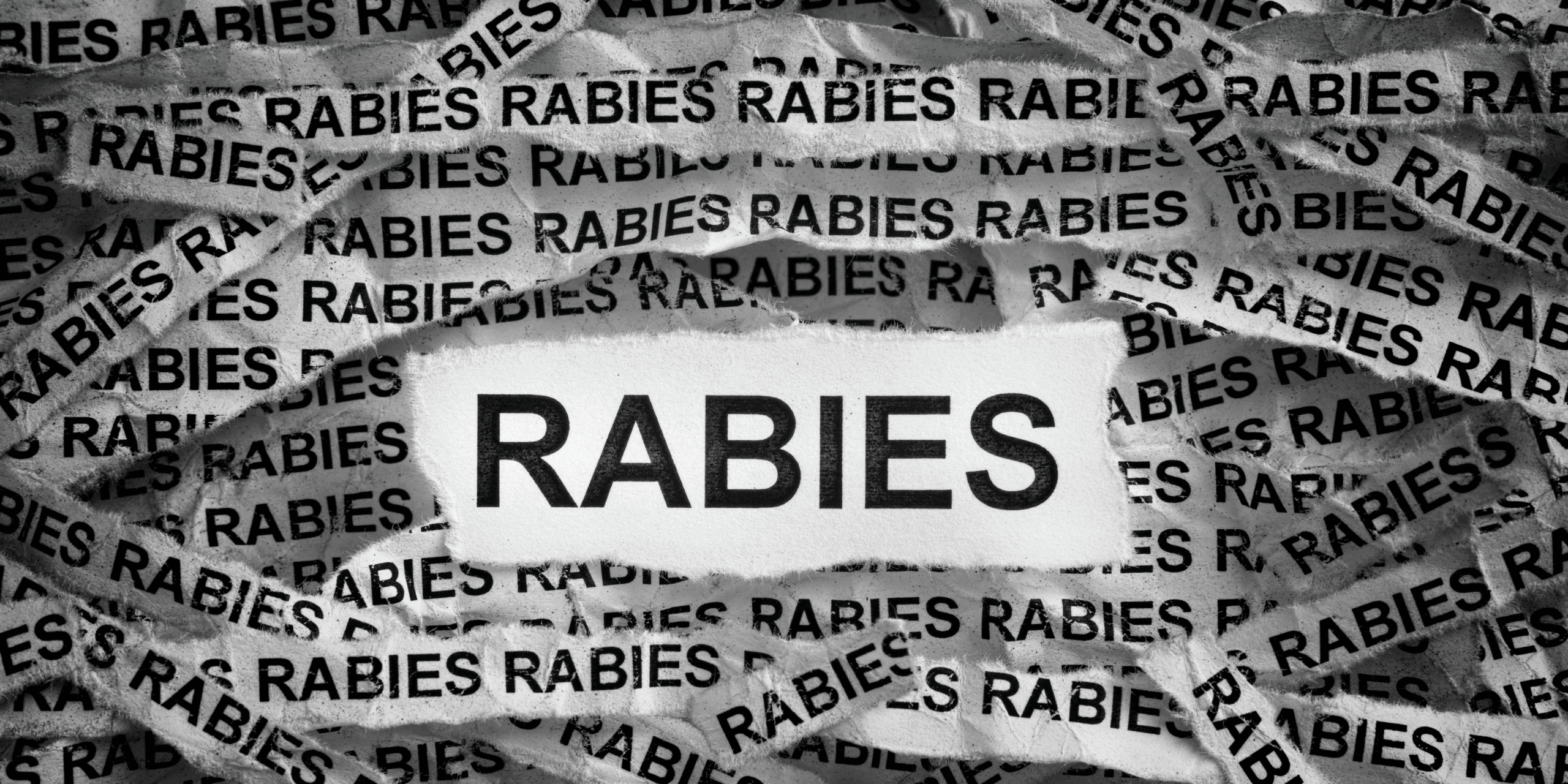 Rabies in Dogs and Cats: 7 Essential Facts & Prevention Tips