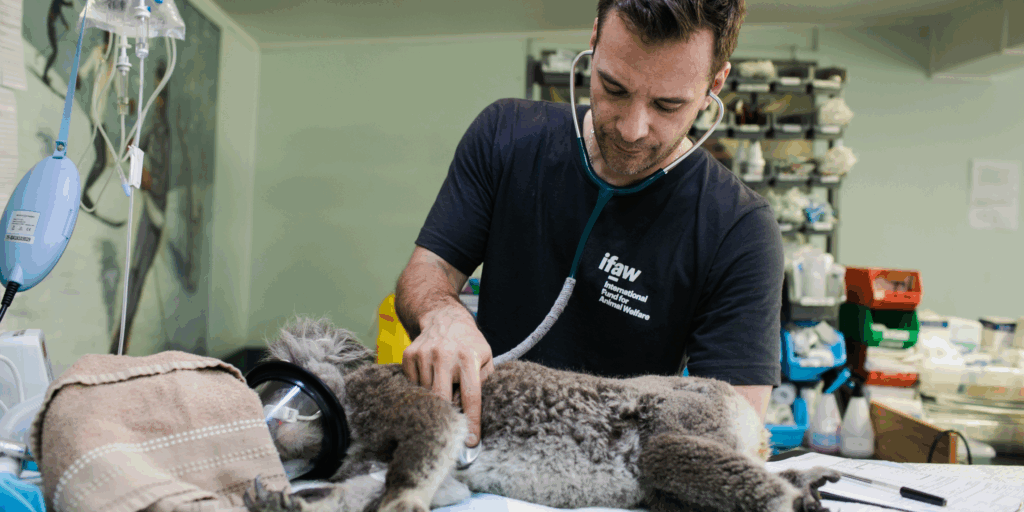 Pancreatitis in Dogs – Veterinary Care and Treatment at nextdoorVets Bangalore