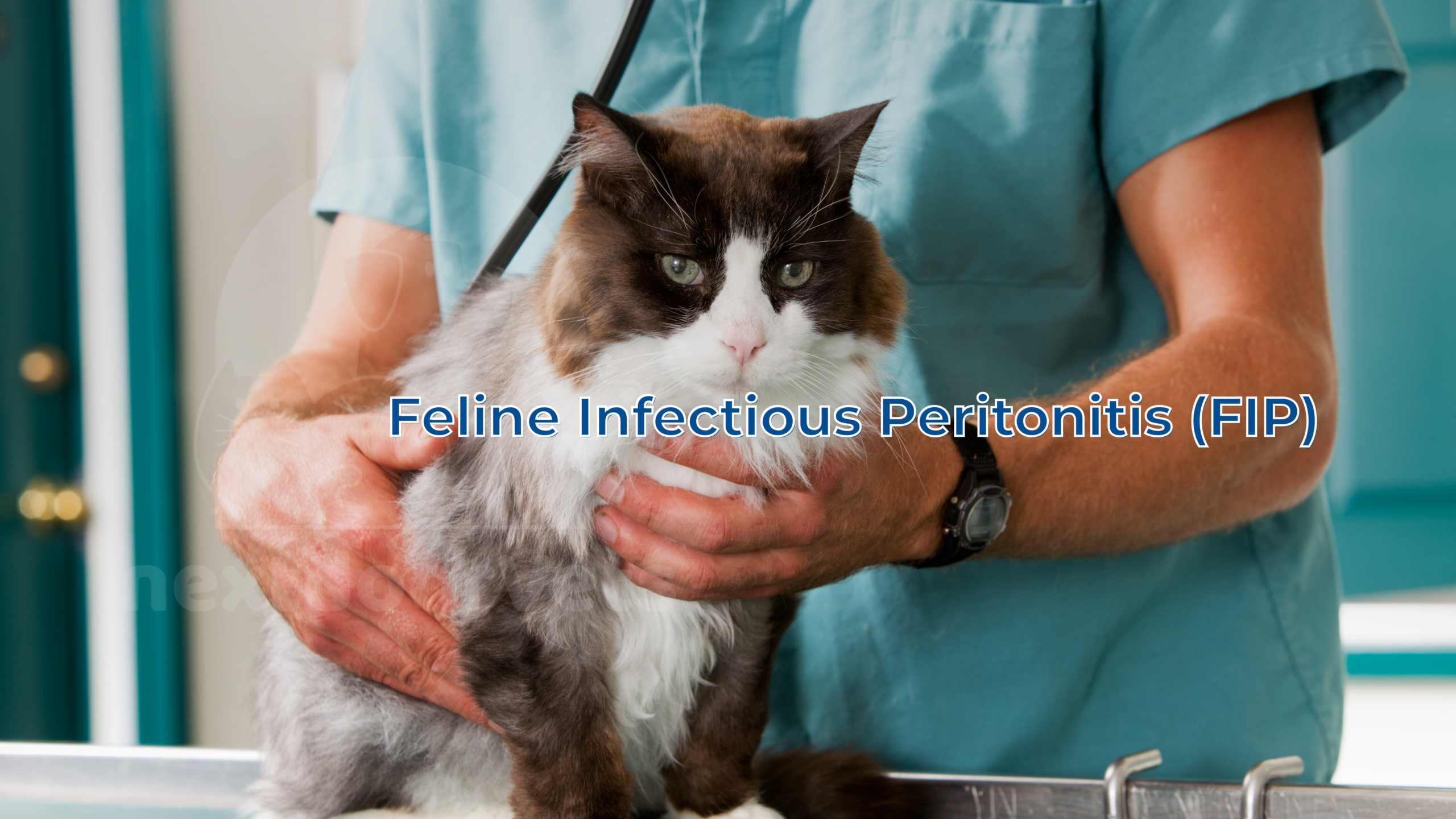 Feline Infectious Peritonitis (FIP) in Cats: Symptoms, Diagnosis & Treatment