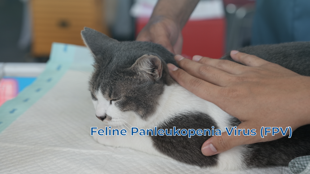 Veterinarian examining a cat with feline panleukopenia in cats during treatment