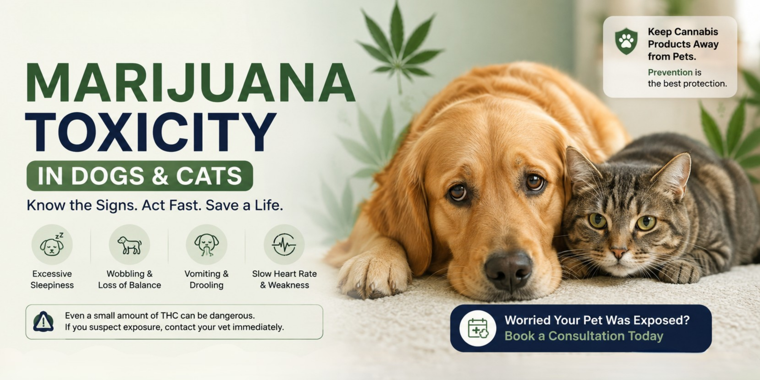 Marijuana Toxicity in Dogs and Cats – Symptoms & Emergency Care